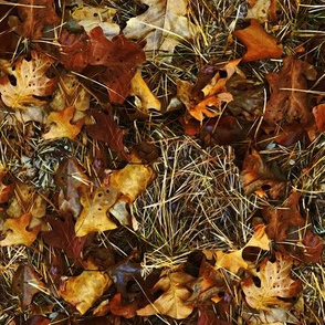 Forest Floor - Maine Woods