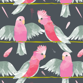 Galahs grey background by Mount Vic and Me