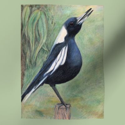 Australian magpie 8"x8"
