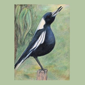 Australian magpie 8"x8"