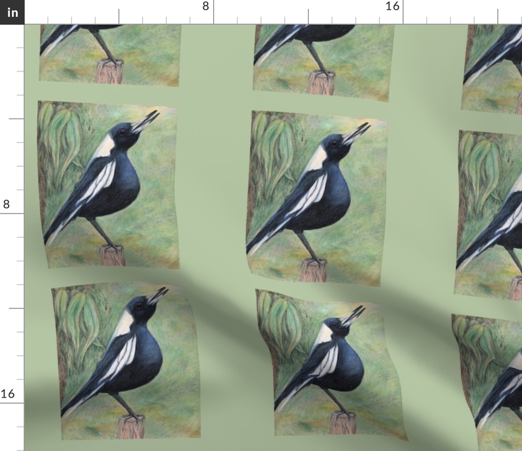 Australian magpie 8"x8"