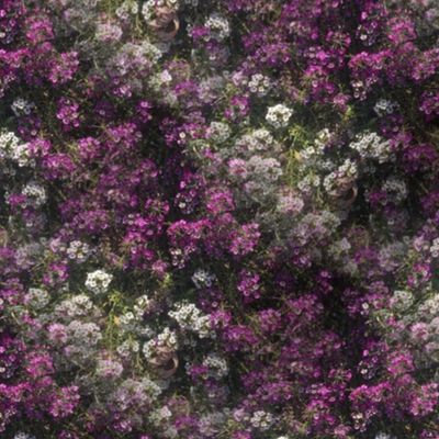 Sweet Alyssum Stripe | Seamless Floral Photo Print