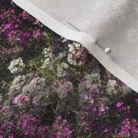 Sweet Alyssum Stripe | Seamless Floral Photo Print