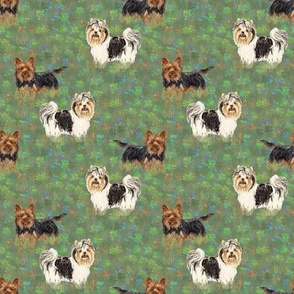 Custom Biewer and Standard Yorkshire Terriers in Wildflower Field