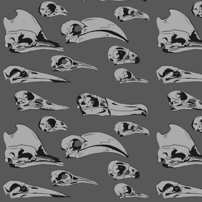 Birds skulls grey
