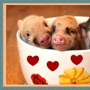 Three Little Piggies ....