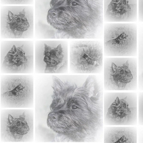 Aja, cairnterrier, 2018