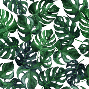 40” Jumbo Monstera Leaves - Dark green on white - wallpaper