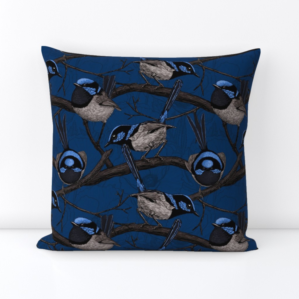 Night fairy wrens