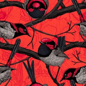 Fairy wrens on red