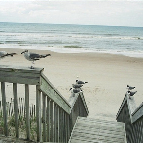 SEAGULLS ON RAILINGS-PLACEMATS