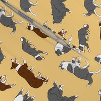 Herd of working Border Collies - tan