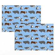 Herd of working Border Collies - blue