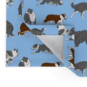 Herd of working Border Collies - blue