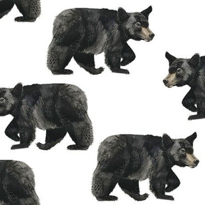 Black Bears Scattered