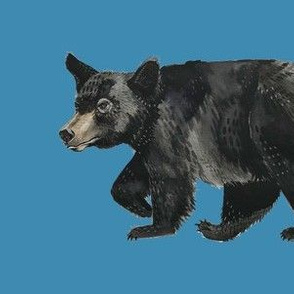 Black Bear Repeat on Blue