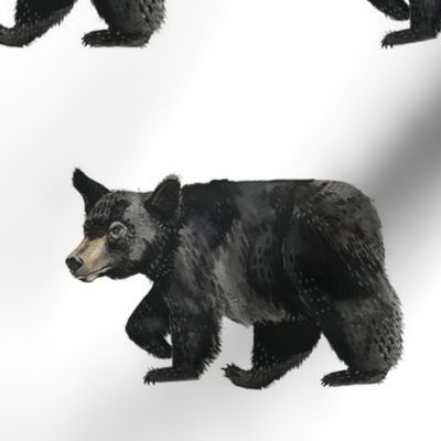 Black Bear Cub - White Background