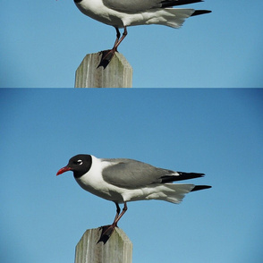 BOWING SEAGULL PLACEMAT