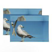  ALERT GULL PLACEMATS