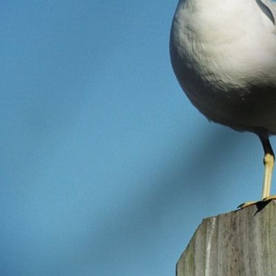  ALERT GULL PLACEMATS