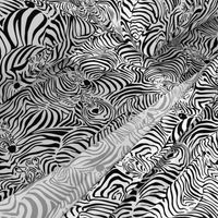 Zebra's Breach