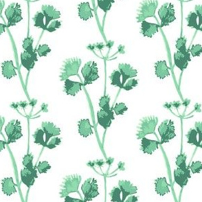 Green Herb Cilantro