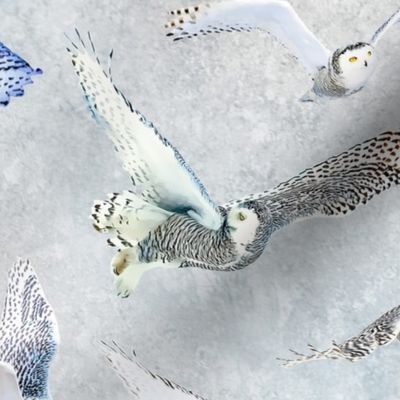 Snowy Owls of Arctic on Snow