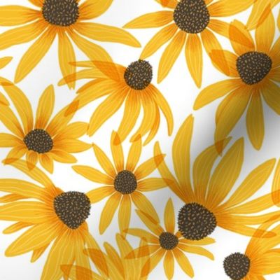 Black-eyed Susan