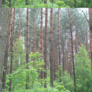 Forest in the countryside, trees and bushes