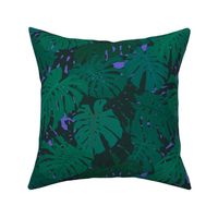 Monstera Philodendron Violet