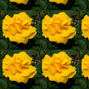 YELLOW ROSE