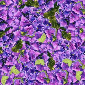 Hydrangeas Unending