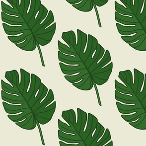 Monstera leaves