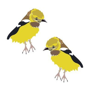 8x8 Baby female goldfinch