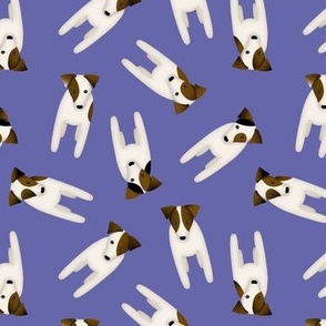 Parson / Jack Russell Terrier dogs w cute head tilt / very peri