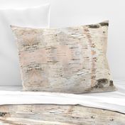 Creamy White Birch Bark