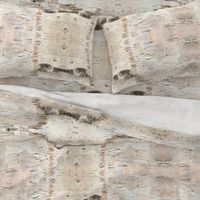 Creamy White Birch Bark