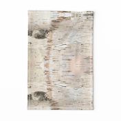 Creamy White Birch Bark