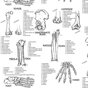 Anatomy  Pattern