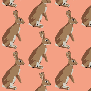 Richard the rabbit in coral