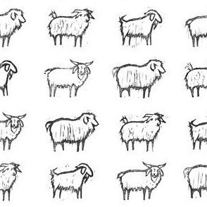 belle meade cashmere goats