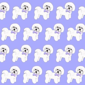 Bichon Frise dog , blue bows