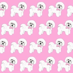 Bichon Frise dog, pink bows