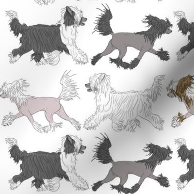 Trotting Chinese Crested border - white