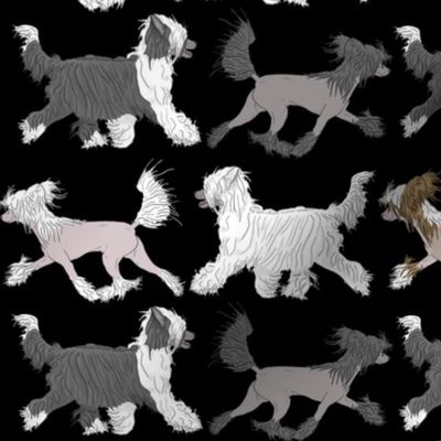 Trotting Chinese Crested border - black