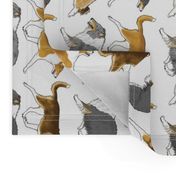 Trotting rough & smooth Collies border vertical - white