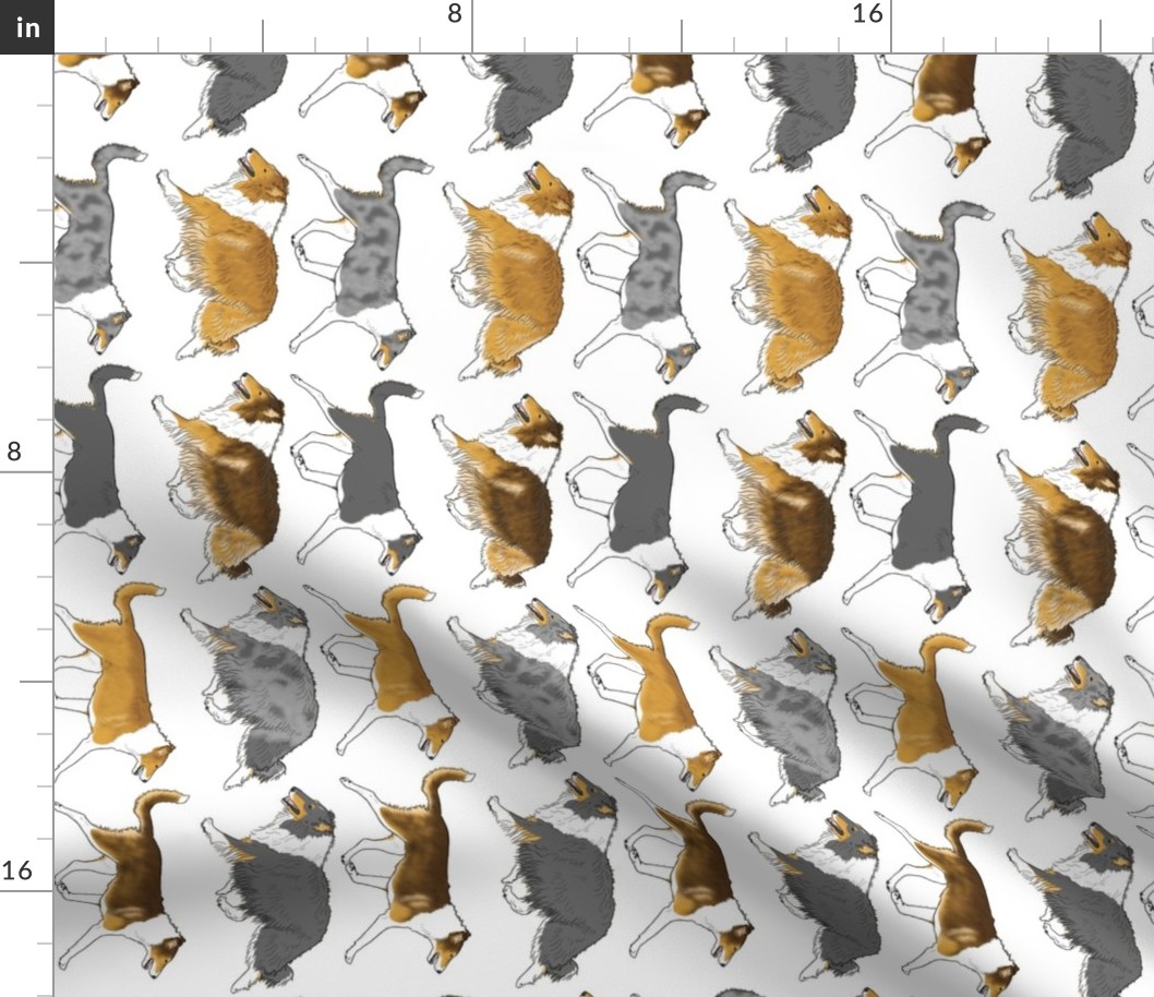 Trotting rough & smooth Collies border vertical - white