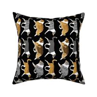 Trotting rough & smooth Collies border vertical - black