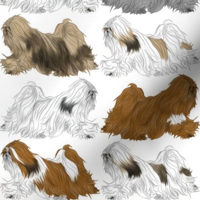 Trotting Lhasa Apso border - white