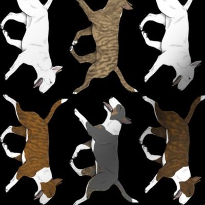 Trotting Miniature Bull Terrier border vertical - black